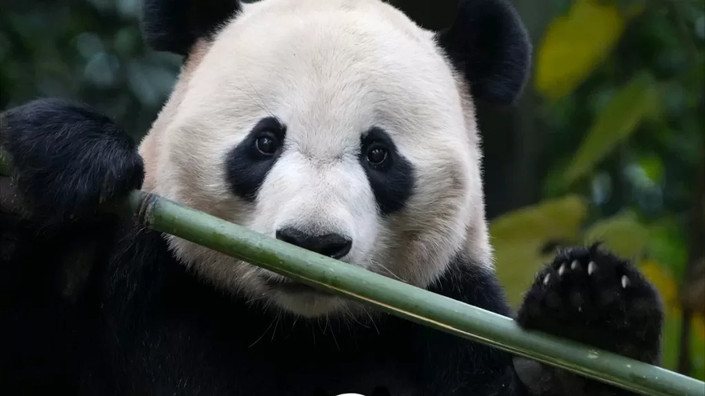 Panda Bei Bei 2008