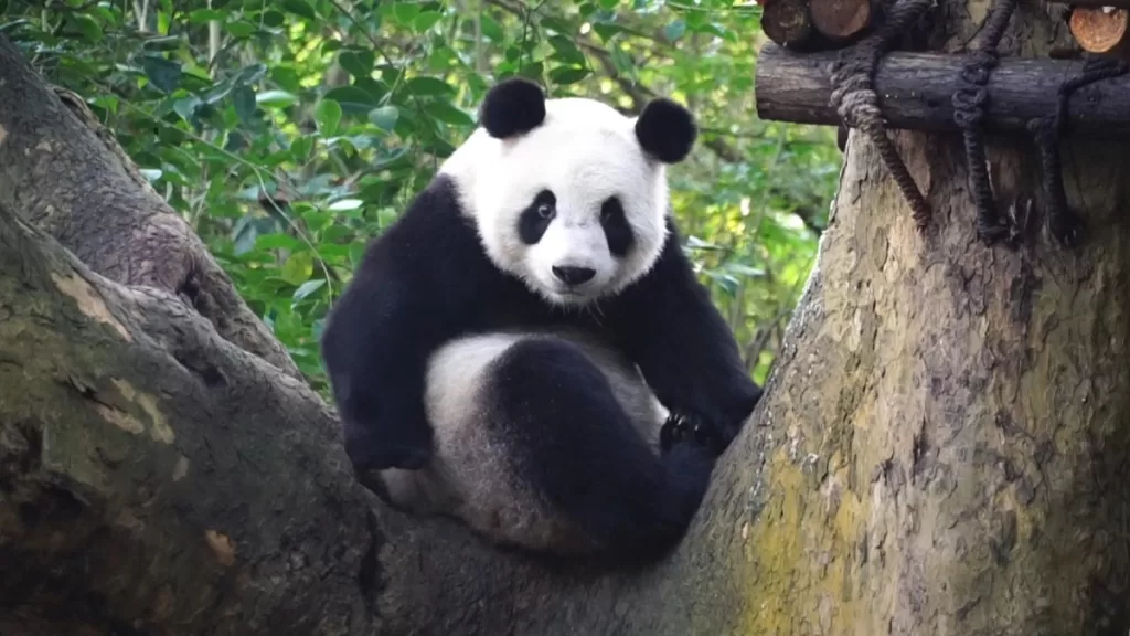Panda Chuan Zai