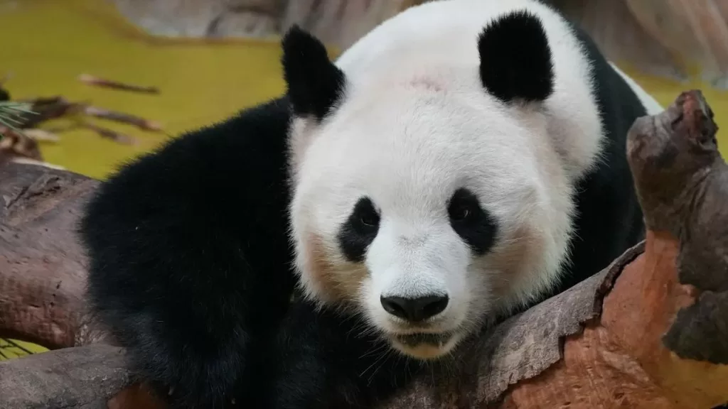 Panda Fu Bao Austria