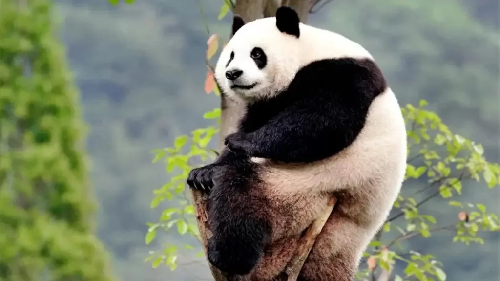 Panda Jia Bao