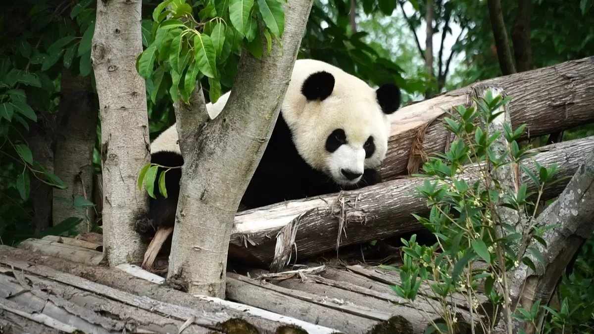 Panda Jia Yue Yue