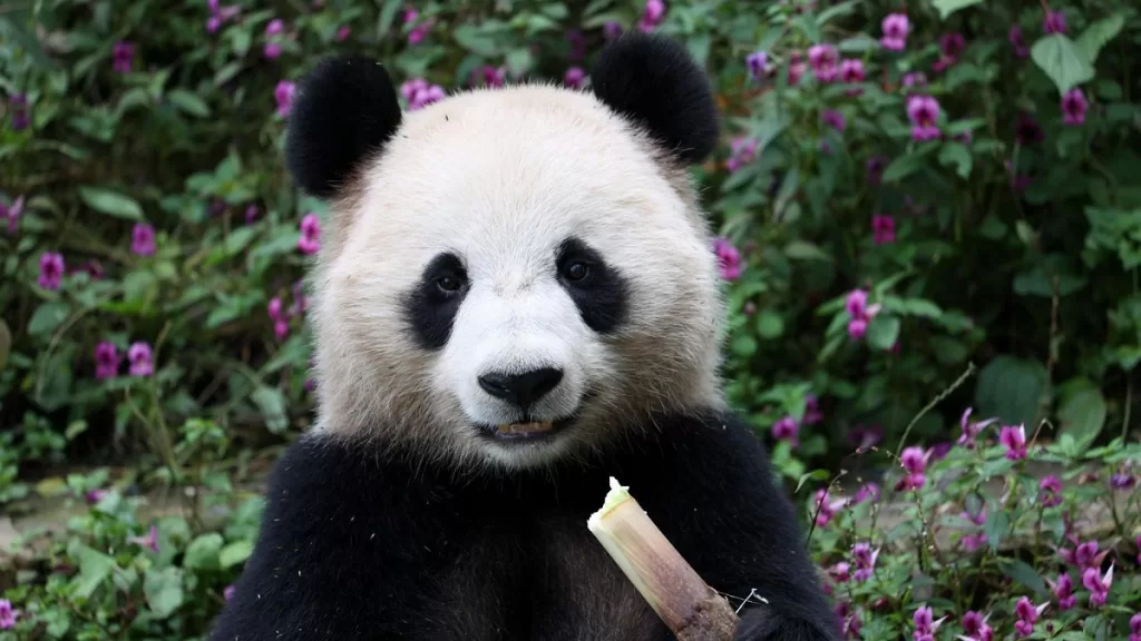 Panda Jing Jing 2018