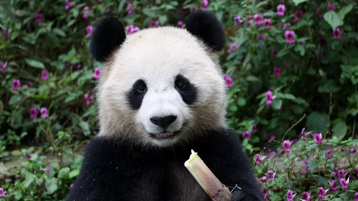 Panda Jing Jing 2018