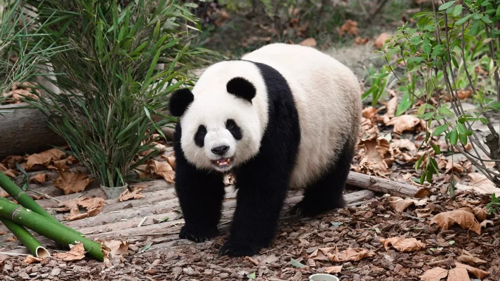 Panda Shu Qing 1