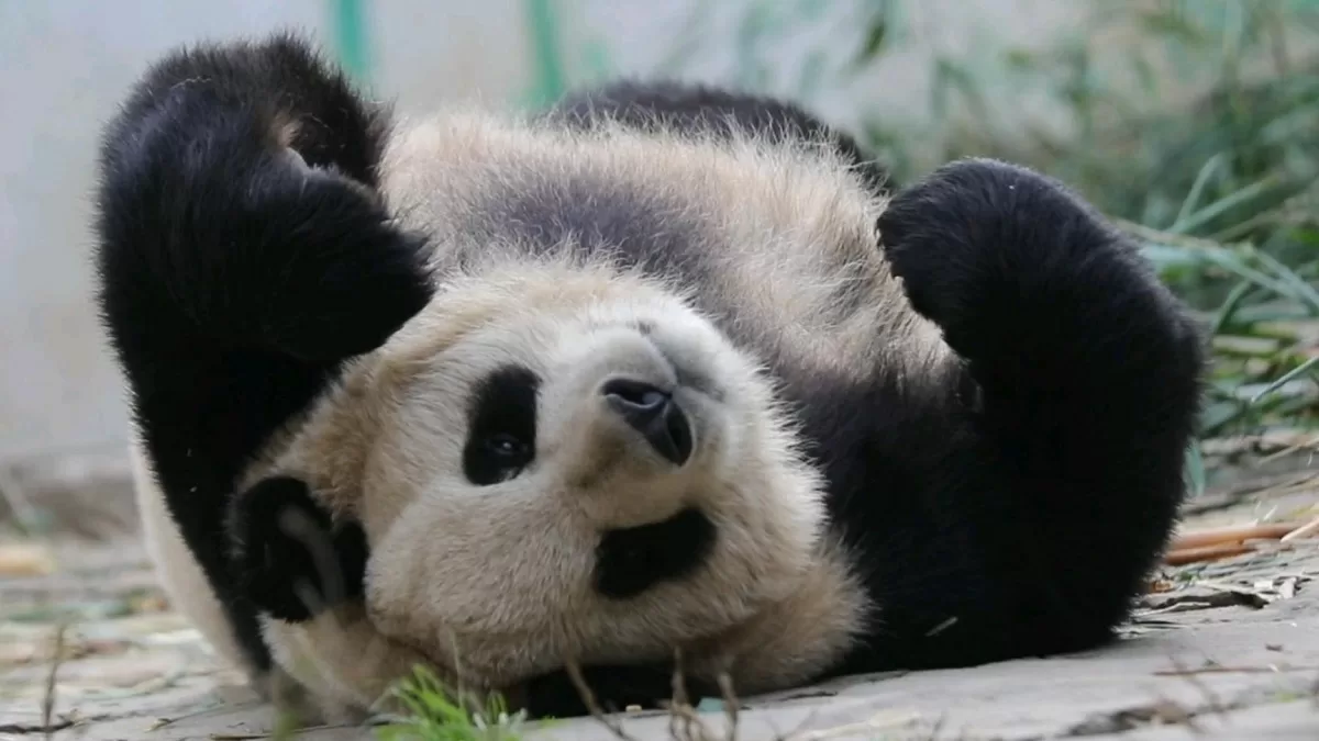 Panda Su Shan