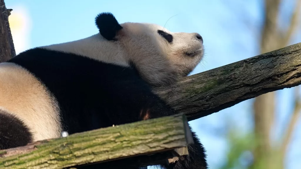 Panda Tian Bao