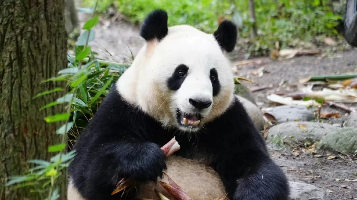 Panda Xiao Ni