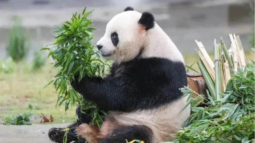 Panda Yi Jia