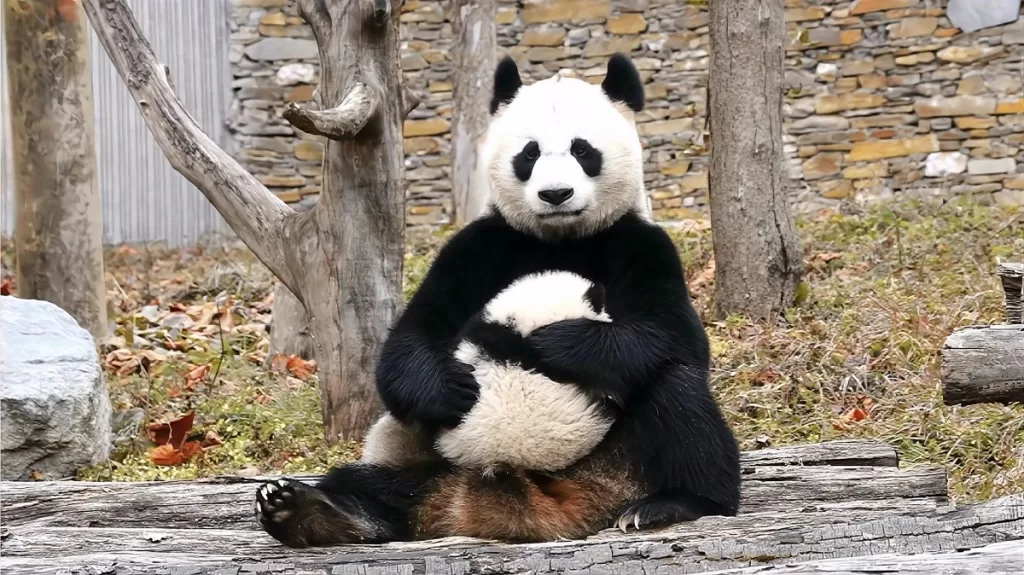 Panda Yi Ran