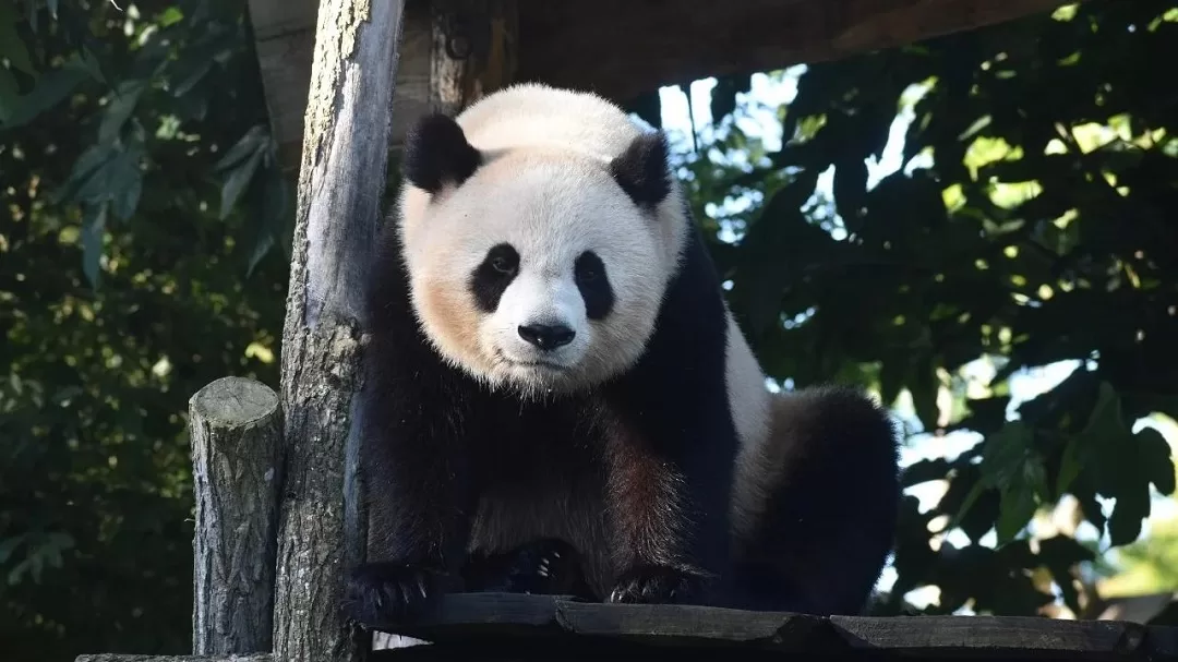 Panda Yuan Du Du