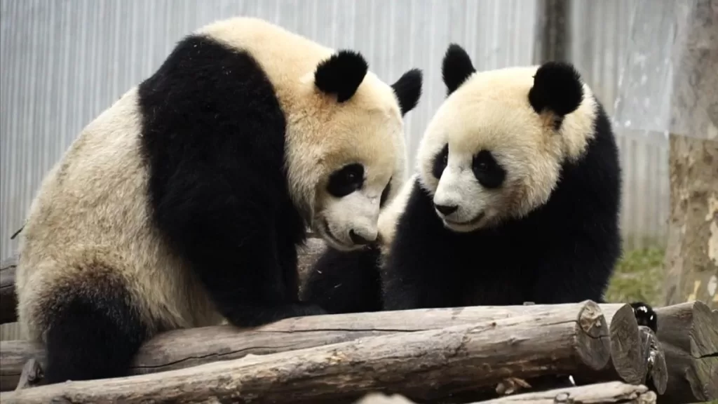 Panda Yuan Xiao 2018