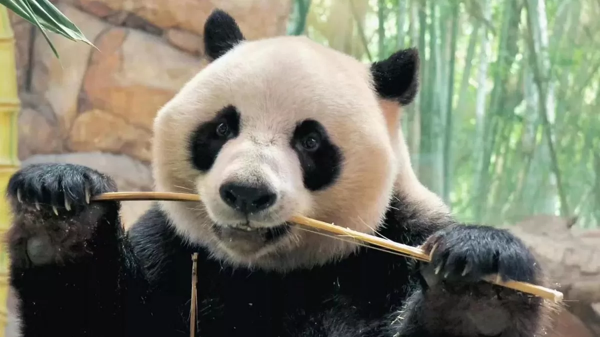 Panda Meng Meng From Guangdong