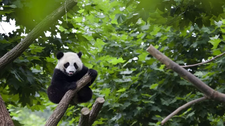 Visiting The Panda Base These Actions Could Get You Banned For Life