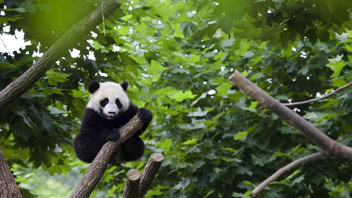 Visiting The Panda Base These Actions Could Get You Banned For Life