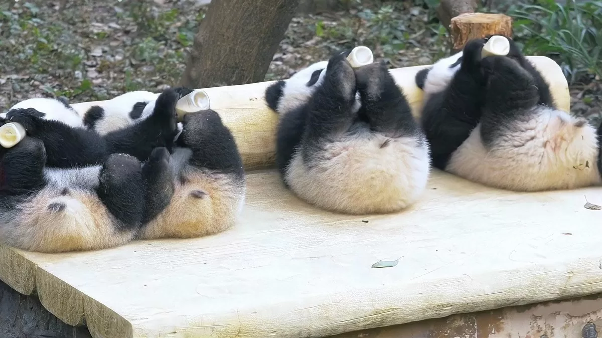 What Do Baby Pandas Eat