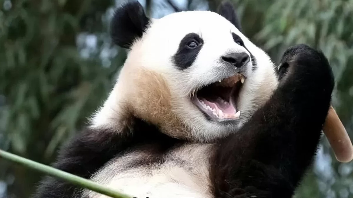 What Do Giant Pandas Stand For