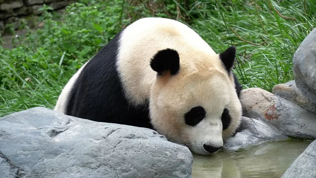 What Do Pandas Drink