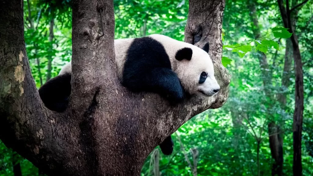 Where Do Pandas Sleep In The Wild And Captivity