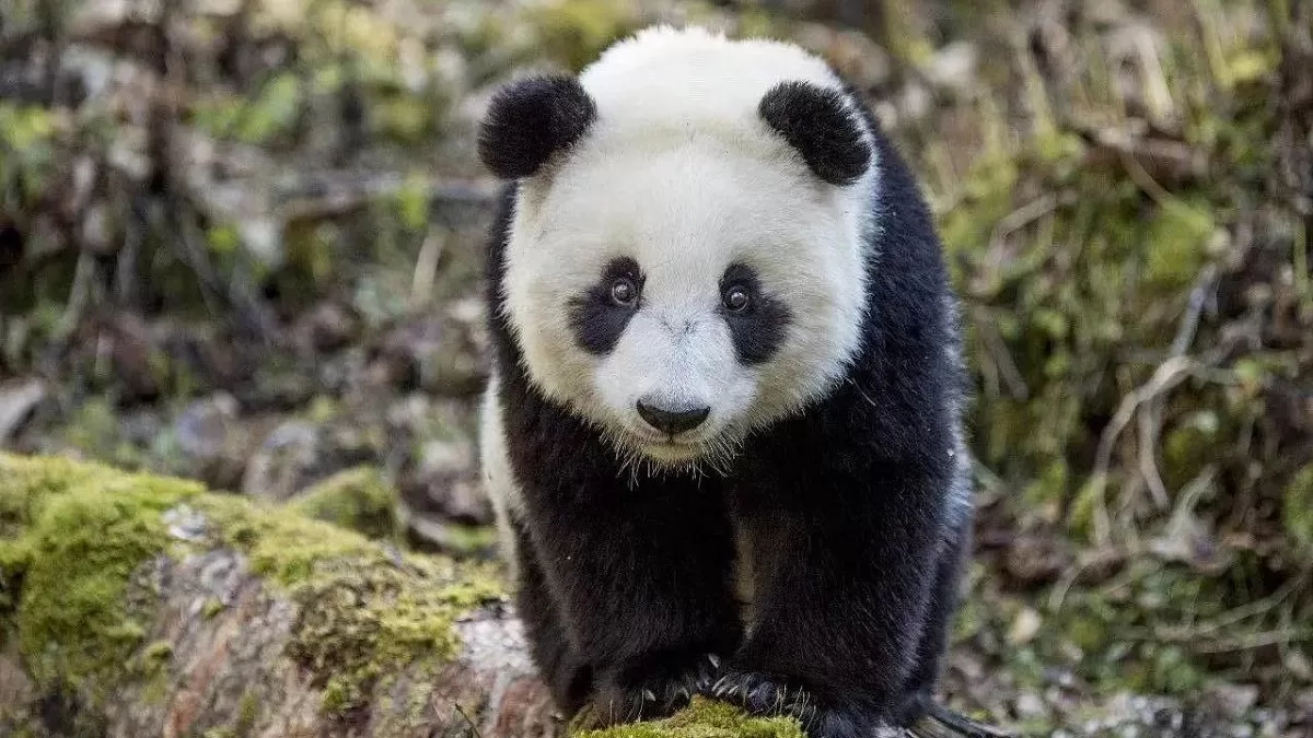 Where Do Pandas Live