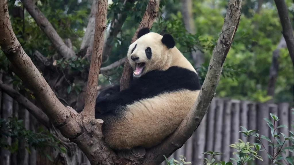 Why Do Giant Pandas Look Yellow