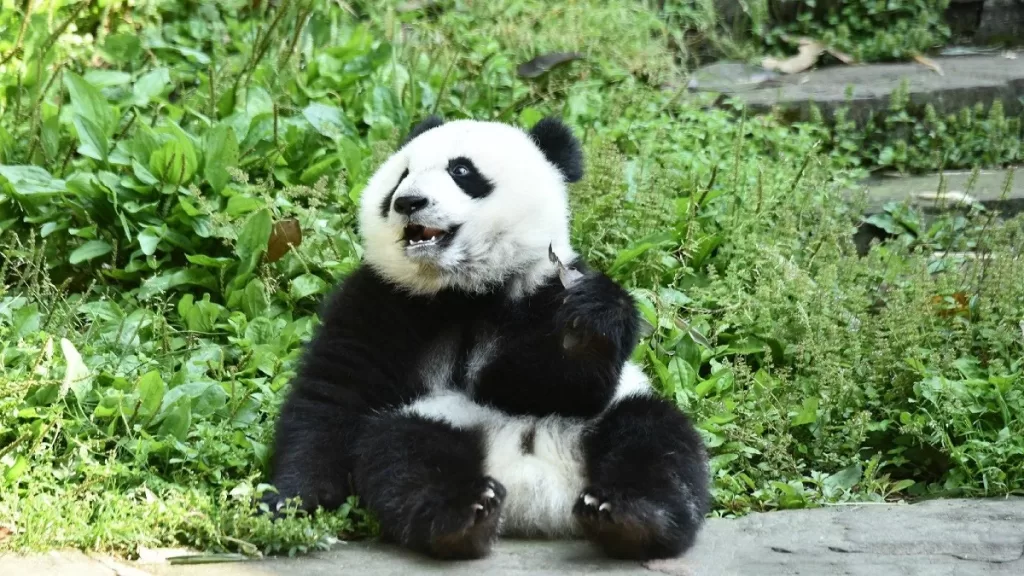 Panda Chu Xin