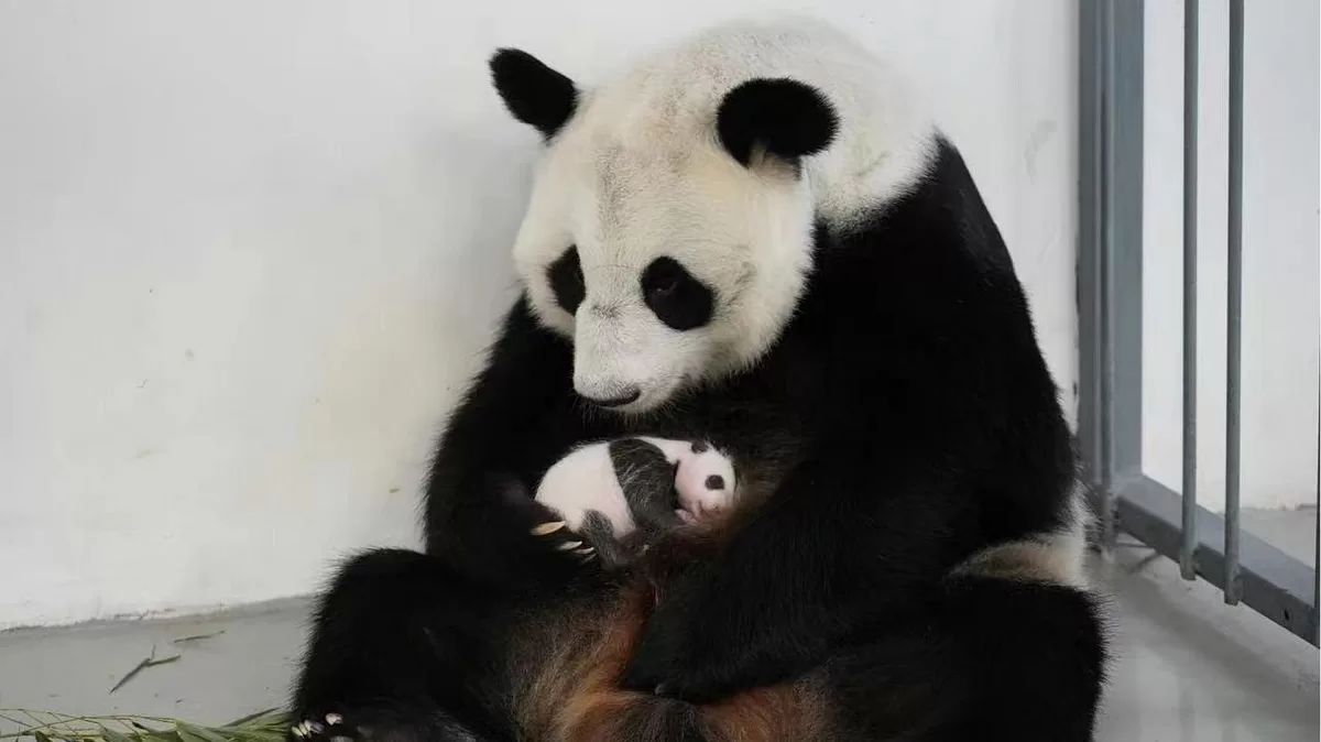 Panda Ding Ding 2017