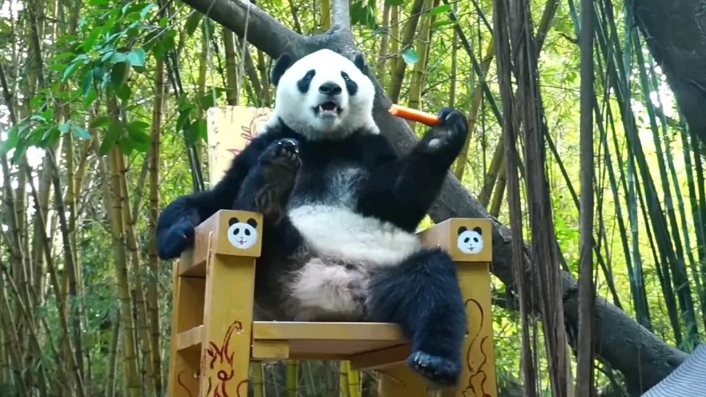 Panda Ku Ku