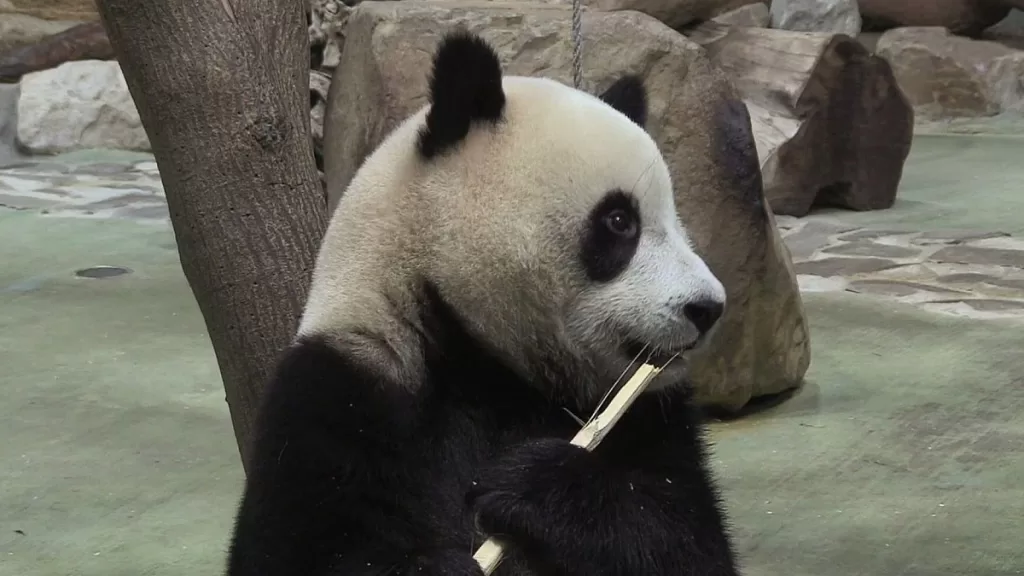 Panda Yuan Bao