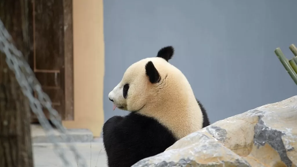 Panda Jing Bao