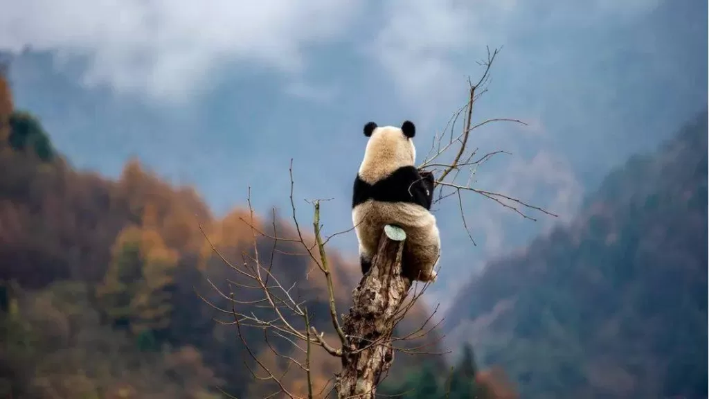 Panda Si Hai