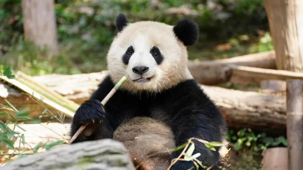 Panda Wu Lin