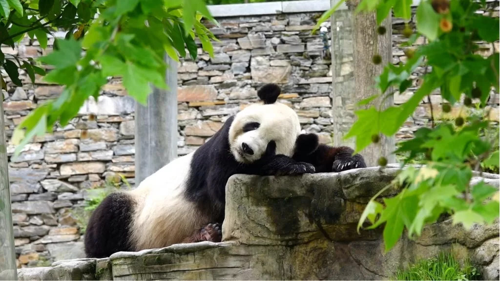 Are Pandas Nocturnal