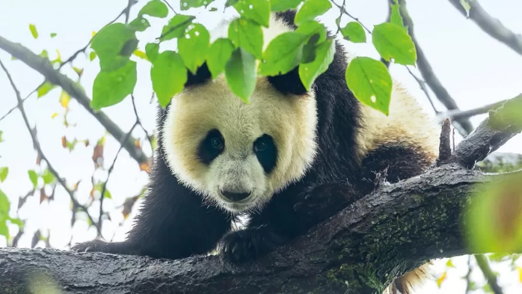 Are Pandas Predators