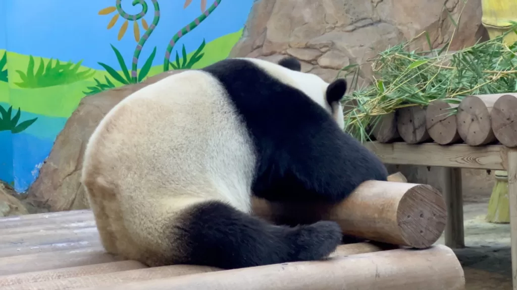 Do Pandas Attack Humans