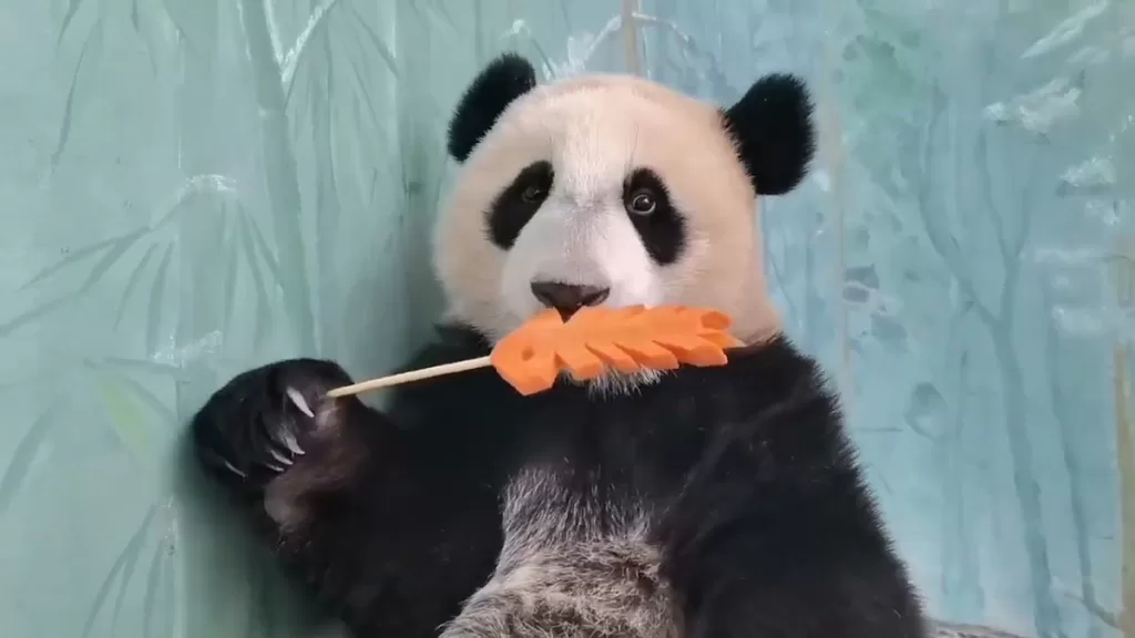 Do Pandas Eat Fish