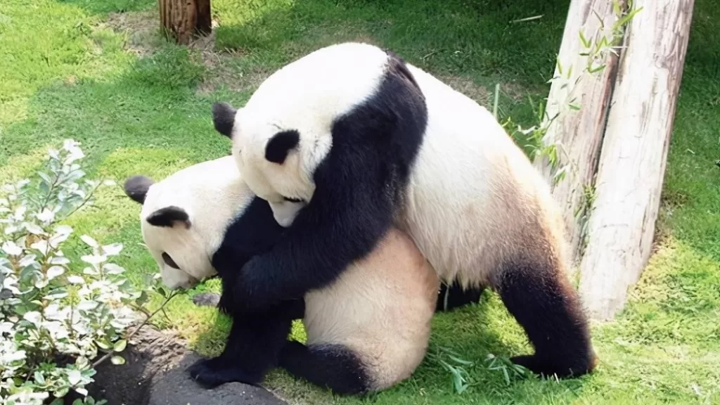 Do Pandas Have Sex