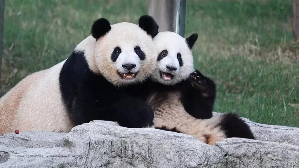 Do Pandas Skill Their Cubs