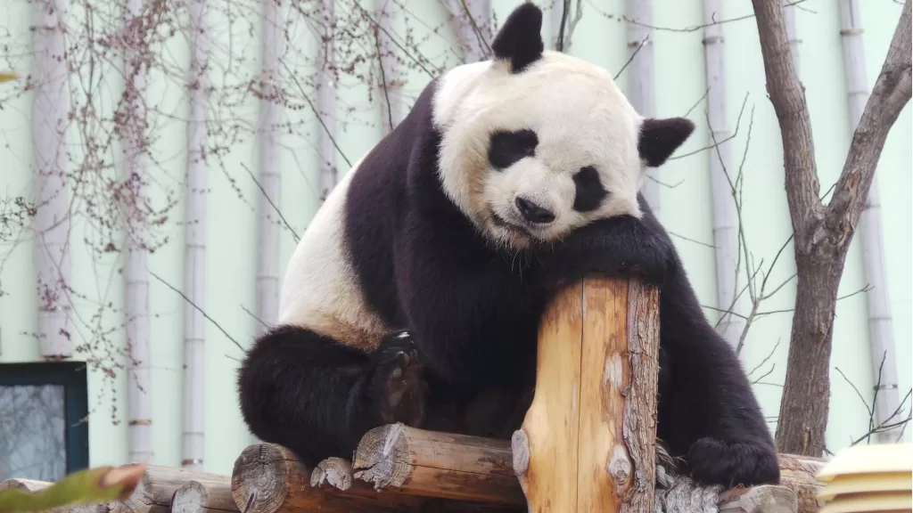 How Strong Are Pandas