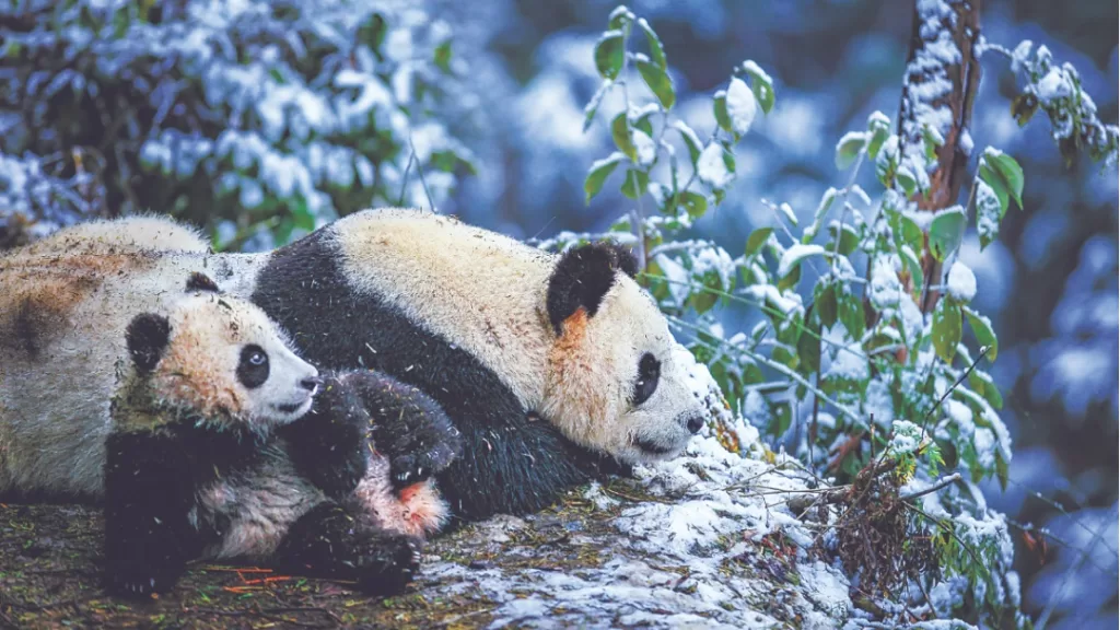 How Do Giant Pandas Help The Environment