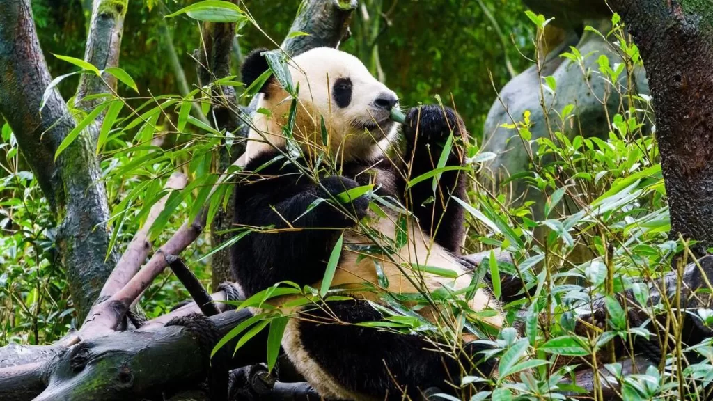 How Much Do Pandas Cost