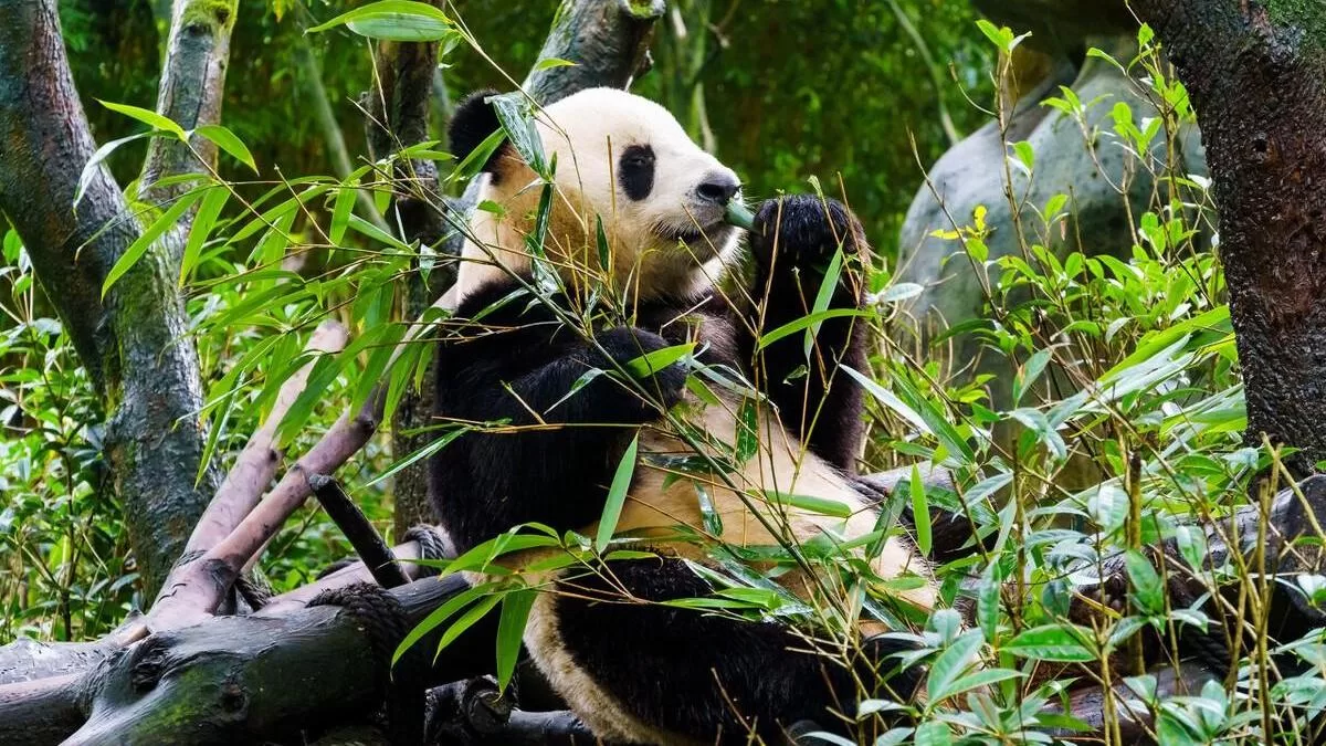 How Much Do Pandas Cost