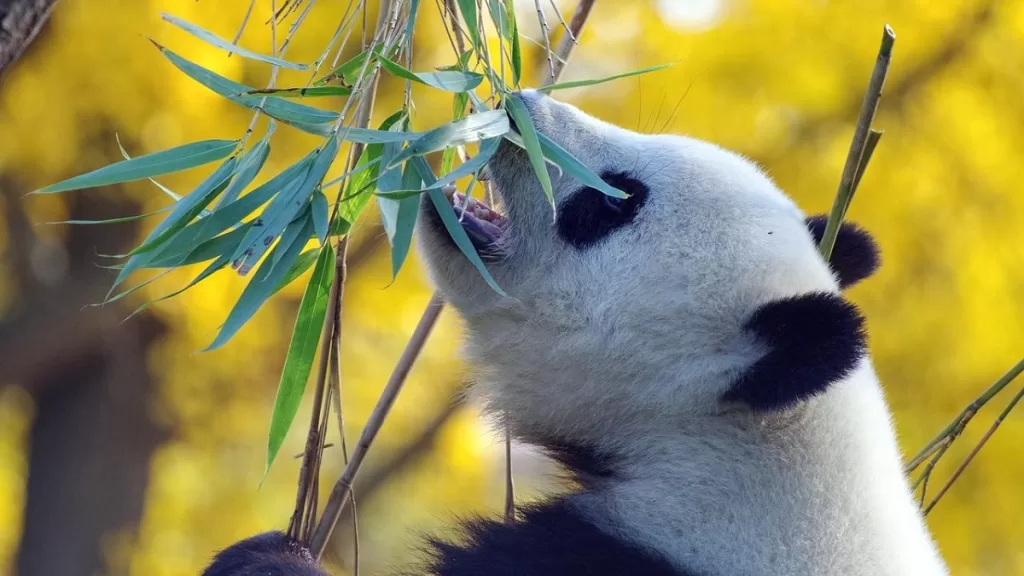 How To Pandas Get There Food