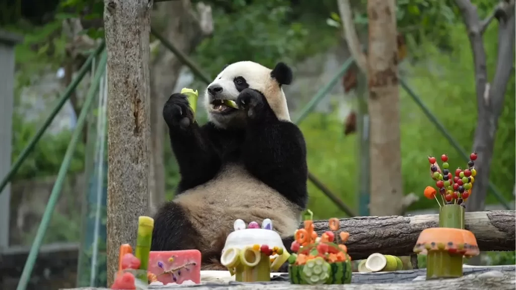 National Panda Day And Other Panda Festivals Across The World