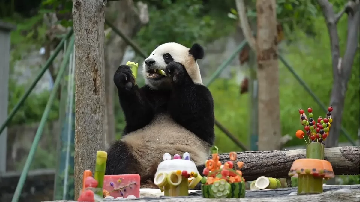 National Panda Day And Other Panda Festivals Across The World