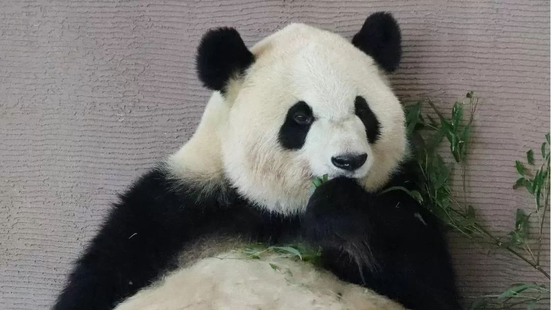 Panda Cai Bang