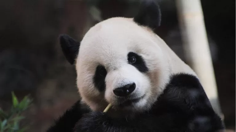 Panda Cai Tao