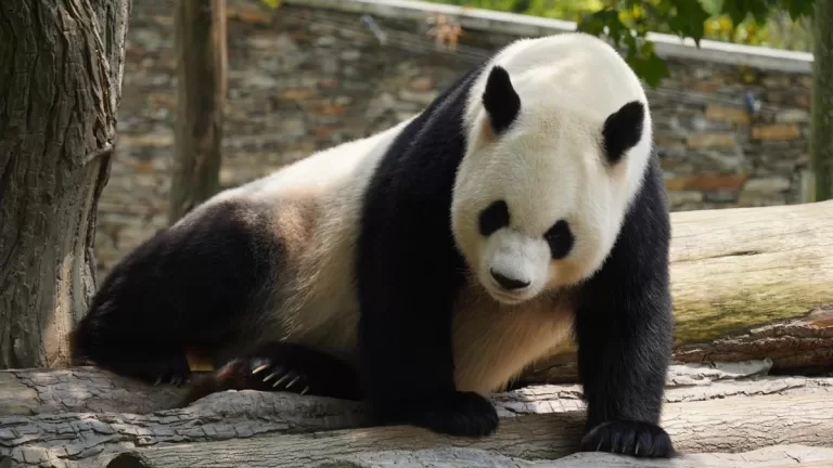 Panda Hua Hu