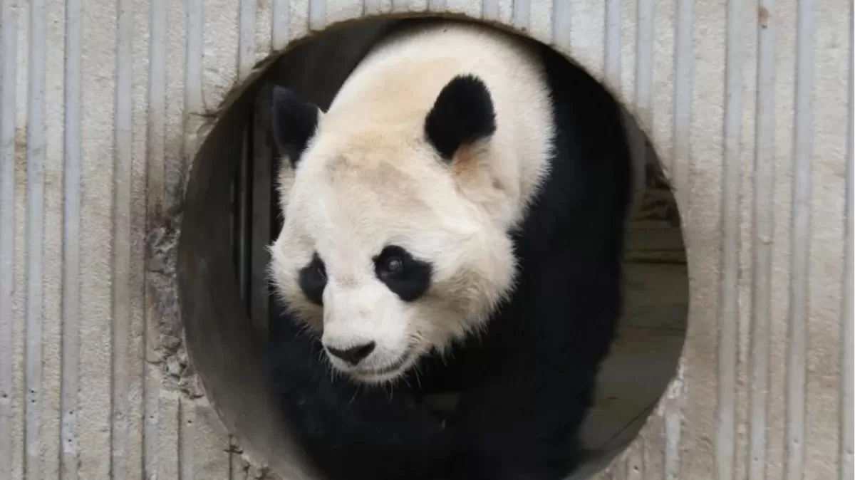 Panda Lan Zai