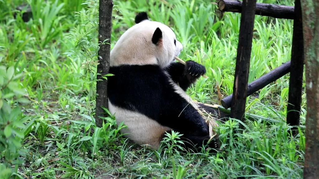 Panda Mao Tao