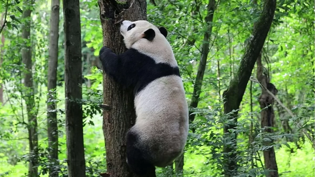 Panda Ni Na